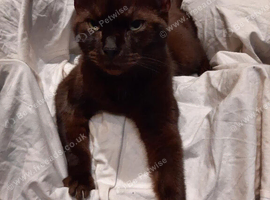 Ragdoll x Burmese Female Neutered