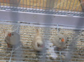 Beautiful 4 finches.