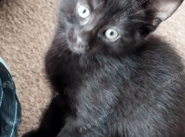 3 kittens for sale &pound;10 each