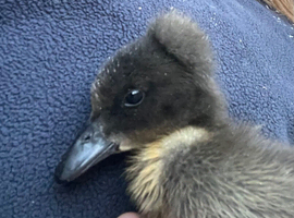 Crested x Cayuga ducklings