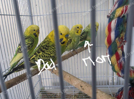 Small Family Green Budgies