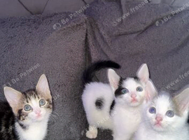 3 kittens