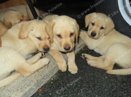 Beautiful Labrador puppy&rsquo;s for sale