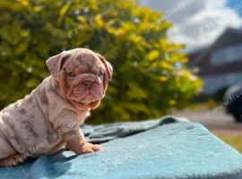 Beautiful English bulldogs ready to leave!