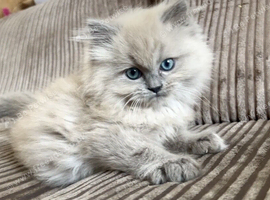 Beautiful cuddly ragdoll x Persian