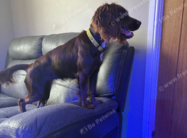Cocker spaniel puppy 1 years old