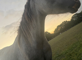 Welsh A gelding