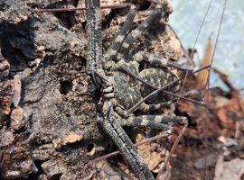 Tailless Whip Scorpion