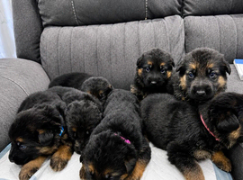 ️7 Beautiful German Shepherd Puppies️