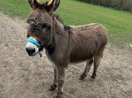 5 year old gelding