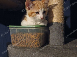 Male ginger