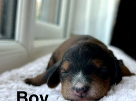 6 adorable cockapoo boys ready on 13th July