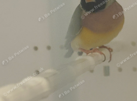 2 hen Gouldian finches