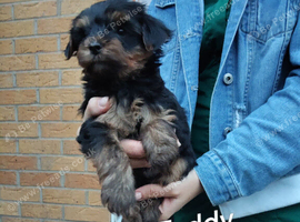 Yorkie puppies