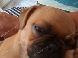 Puppy