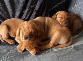 fox red labrador retriever