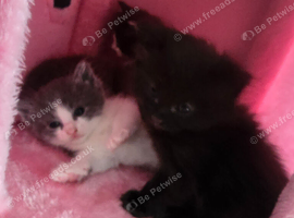 Ragdoll, british long hair mix