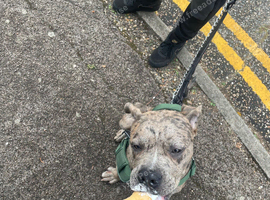 Cane corso x