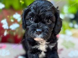 Quality True mini Cavapoo puppies in Eastleigh, Hampshire