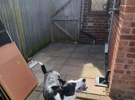 Border collie for sale