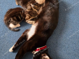Cats