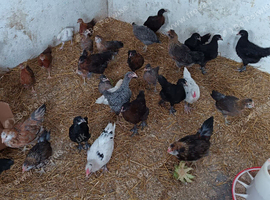 Pure bred pullets