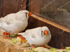This years Zebra finches