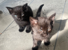 Kittens