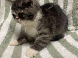 Exotic shorthrthair kittens