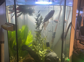 HEX TANK, unique, One of a Kind, Custom Built Hexagon Paludarium Style Aquarium
