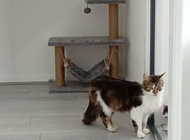Norwegian Forest X female