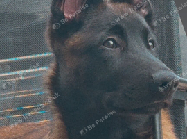 belgian malinois
