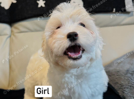 Maltese puppies