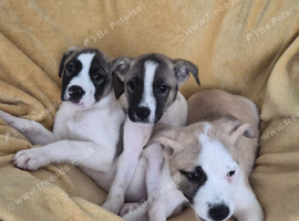 Ready to go - Stunning F1 American Akita x American Bulldog Puppies
