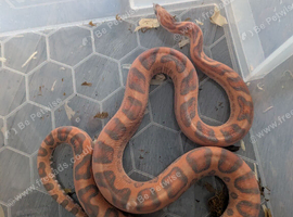 Scaleless hypo male corn snake
