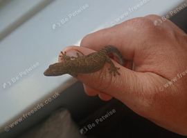 Mourning gecko