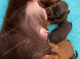 Working Spaniel puppies