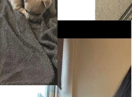 French bull dog cross chow chow