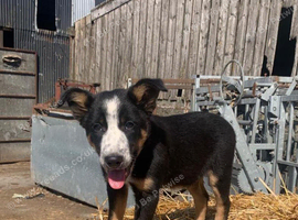 Border collie male puppy for sale