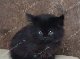 Fluffy rescue kitten
