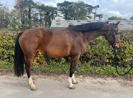 8 year old aes mare - lola