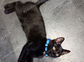 Male kitten 6 months old