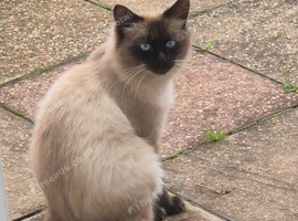 Looking for a new home for my 1 year old Siamese Himalayan Teddy