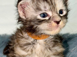 MAINE COON KITTENS/TICA REGISTERED