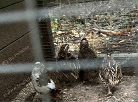 2 yo male quail