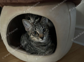 Mother & daughter cat