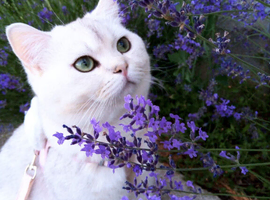 Beautiful British Shorthair male cat in Cheltenham