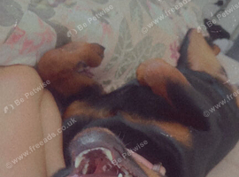 Female Rottweiler Puppy