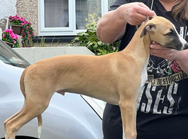 Whippet puppies