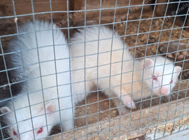 2 jill ferrets